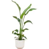 Strelitzia Nicolai inclusief elho Jazz Round wit - Potmaat 23cm - Hoogte 130cm