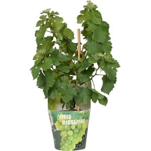 Hello Plants Vitis Pixie Riesling Witte Druiven - Druivenplant - Ø 14 cm - Hoogte: 30 cm