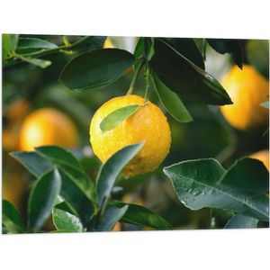 WallClassics - Vlag - Gele Vruchten aan Plant - 80x60 cm Foto op Polyester Vlag