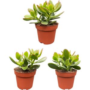 Vetplant – Kussentjesvetplant (Crassula Ovata) – Hoogte: 22 cm – van Botanicly