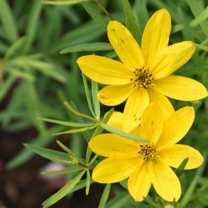 6x Coreopsis verticillata 'El Dorado' Pot 9x9cm - Prachtige gele bloemen voor in de tuin