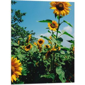 WallClassics - Vlag - Zonnebloemen in het Veld met Stralende Lucht - 60x80 cm Foto op Polyester Vlag