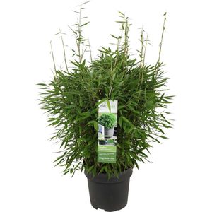 Hello Plants Fargesia Moontears Boobux - Ø 29 cm - Hoogte: 70 cm - Bamboe Plant