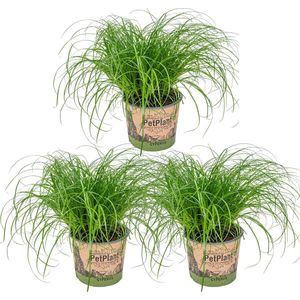 Cyperus 'Zumula' - Kattengras - Set van 3 - Kamerplant - Huisdiervriendelijke plant voor binnen - ⌀12 cm - 20-25 cm