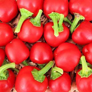 BIO paprika zaden - Paprika Mini Bell Rood