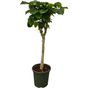 Ficus Umbellata stam - 170 cm - Ø30cm