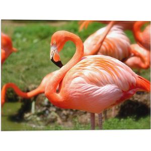 WallClassics - Vlag - Close-Up van een Flamingo - 40x30 cm Foto op Polyester Vlag