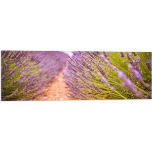 WallClassics - Vlag - Stenen Pad in Lavendel Veld - 90x30 cm Foto op Polyester Vlag