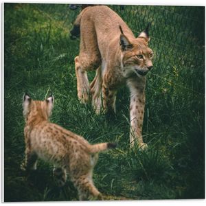 WallClassics - PVC Schuimplaat- Baby Lynx met Moeder achter Hek - 50x50 cm Foto op PVC Schuimplaat