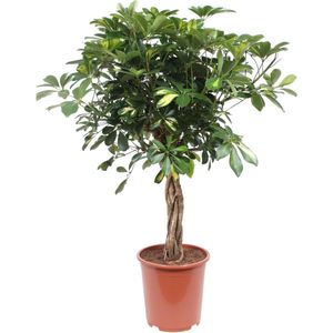 Schefflera Arboricola Gold Capella - Hoogte 75cm - Pot 19cm