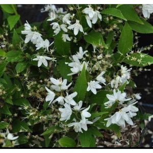 2 x Deutzia gracilis - Bruidsbloem 30- 40 cm in pot