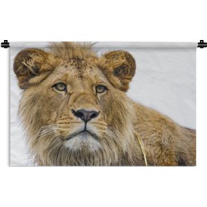 Wandkleed Leeuw - nieuw - Jonge leeuw op een witte achtergrond Wandkleed katoen 60x40 cm - Wandtapijt met foto
