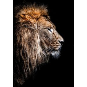 Leeuw op plexiglas - Wandeko | Staand 70x100 cm| Lion