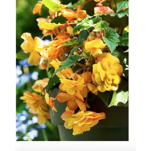 Begonia pendula geel/jaune
