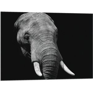 WallClassics - Vlag - Grijze Olifant met Witte Slagtanden - Zwart Wit - 80x60 cm Foto op Polyester Vlag