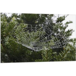 WallClassics - Vlag - Spinnenweb tussen Planten - 105x70 cm Foto op Polyester Vlag