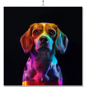 Tegel Met Opdruk | Close up | Regenboog | Beagle