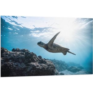 WallClassics - Vlag - Schilpad Zwemmend onder Water - 120x80 cm Foto op Polyester Vlag