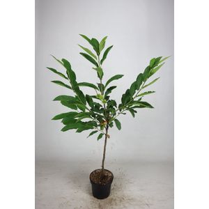 Tamme kastanje 100-125 cm (in pot) - Castanea sativa - Ø23 cm