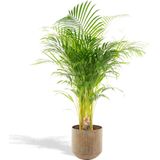 XXL Areca Palm met metalen pot groen - Goudpalm, Dypsis Lutescens - 140cm hoog, ø24cm - Grote Kamerplant - Tropische palm - Luchtzuiverend - Vers van de kwekerij