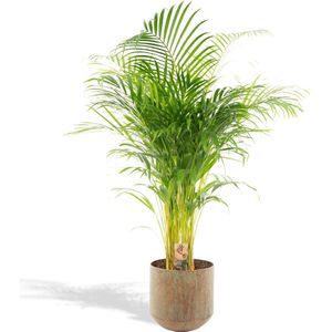 XXL Areca Palm met metalen pot groen - Goudpalm, Dypsis Lutescens - 140cm hoog, ø24cm - Grote Kamerplant - Tropische palm - Luchtzuiverend - Vers van de kwekerij