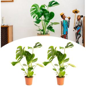 NatureNest - Gatenplant - Monstera Deliciosa - Groot - 2 stuks - 65-75cm