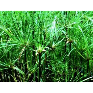 Parapluplant (Cyperus alternifolius) - Oeverplant - 3 losse planten - om zelf op te potten - Vijverplanten Webshop
