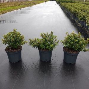 Plants Online - Tuinplanten - Heesters - Set van 1 - Escallonia 'Red Dream' - 3 liter pot - Plant 25-30 cm