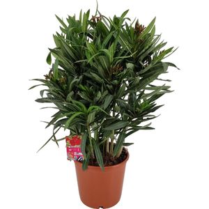 Nerium Oleander L - Oleander Rood - Rode bloemen - Pot ⌀ 23cm - Hoogte 60-70cm