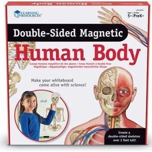 Dubbelzijdige magneten - het menselijk lichaam - anatomie set