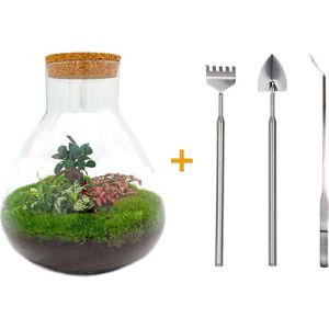 Bouw je eigen Zelfvoorzienende Biotoop / mini-ecosysteem - Botanical Sam XL -  35 cm met hark, schep en pincet