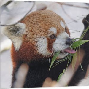WallClassics - Vlag - Kleine Panda Etend aan Blaadje - 80x80 cm Foto op Polyester Vlag