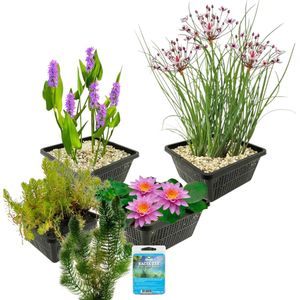 vdvelde.com - Waterplanten Pakket Roze - S - 100 - 400 L - 15 planten voor 100 - 400 L - Zonder filterbodem substraat - Plaatsing: -1 tot -100 cm