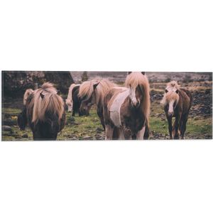 WallClassics - Vlag - Kudde Friese Paarden - 60x20 cm Foto op Polyester Vlag