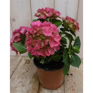 Hortensia Roze 30 - 40 cm 4 tot 6 bloemen