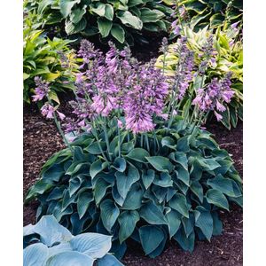 Plants Online - Tuinplanten - Vaste planten - Set van 5 - Hosta 'Blue Cadet' - 0.7 liter pot - Plant