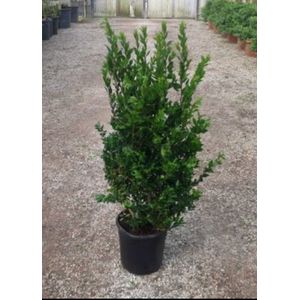 2 x Myrtus communis - Mirte 60- 80 cm in pot