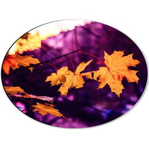WallClassics - Dibond Ovaal - Oranje Herfstbladeren met Paarse Achtergrond - 40x30 cm Foto op Ovaal (Met Ophangsysteem)