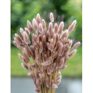 Droogbloemen - Lagurus Ovatus - Hazenstaart - Oudroze | 70cm | +- 100g | Perfect voor Boeketten, Decoratie, Doopsuiker, Huwelijk & Verjaardagen | Duurzaam en Stijlvol Bloemenarrangement