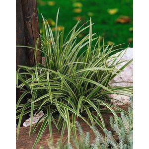 Plants Online - Tuinplanten - Siergrassen - Set van 5 - Carex morrowii 'Ice Dance' - 0.7 liter pot - Plant