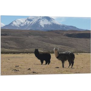 WallClassics - Vlag - Lama's in een Berglandschap - 90x60 cm Foto op Polyester Vlag