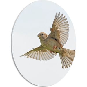 WallClassics - PVC Schuimplaat Ovaal - Vliegende Vogel - Passer - 30x40 cm Foto op Ovaal (Met Ophangsysteem)