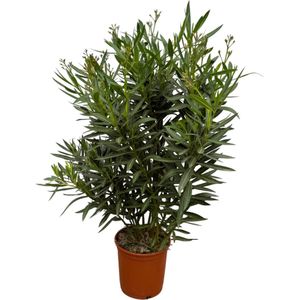 Tuinplant, Kleur Rood, Mediterrane Sfeer, Balkonplant, Terrasplant, Struik, Nerium Oleander struik met rode bloem - 110 cm - Ø27cm