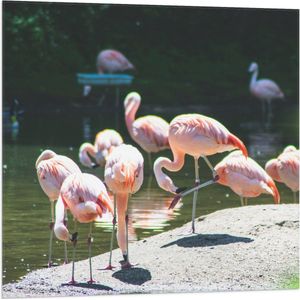 WallClassics - Vlag - Roze Flamingo's aan het Water - 80x80 cm Foto op Polyester Vlag