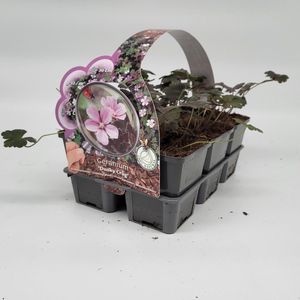 2x6 stuks (12 planten) in 6-Pack concept Geranium ses. 'Dusky Crûg' - Bodembedekker - Vaste plant - Tuinplant - Winterhard - Groenblijvend - Groen - Ooievaarsbek