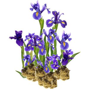 vdvelde.com - Blauwe Lis - 15 stuks - Losse Pluggen - Iris Kaempferi - 15 moerasplanten voor 1 m² - Volgroeide hoogte: 80 cm - Plaatsing: -1 tot -10 cm