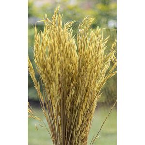 Droogbloemen - Haver - Avena Sativa - Geel | 70cm | 100g | Perfect voor Boeketten, Decoratie, Doopsuiker, Huwelijk & Verjaardagen | Duurzaam en Stijlvol Bloemenarrangement