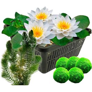 vdvelde.com - Witte Waterlelie - Nymphaea Albatros + Zuurstofplanten tegen Algen - Combi set - 12 planten - Plaatsing: -1 tot -40 cm