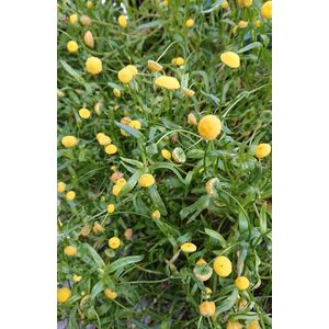 Goudknopje (Cotula cornopifolia) Vijverplant - 3 losse planten - Om zelf op te potten - Vijverplanten Webshop