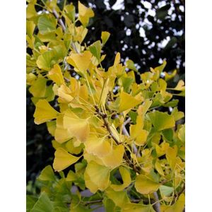 Plants Online - Haagplanten - Coniferen - Tuinplanten - Sier coniferen - Set van 1 - Ginkgo biloba 'Autumn Gold' - 7 liter pot - Plant 100-125 cm
